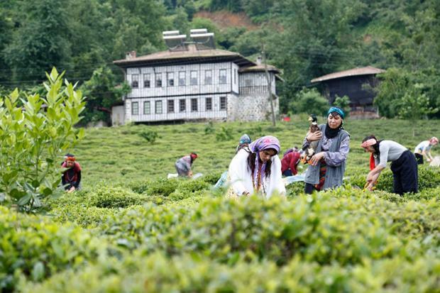 Rize - Tea Garden